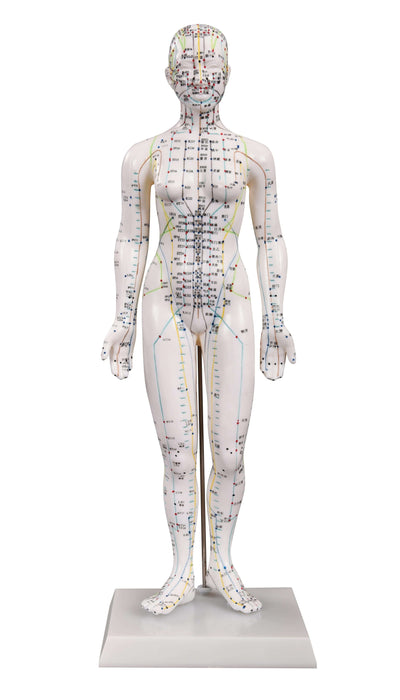 Modelo de acupuntura (mujer)
