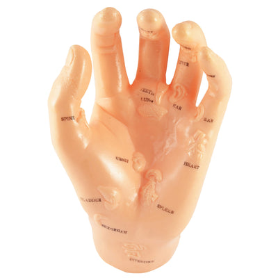 Hand model with organ zones