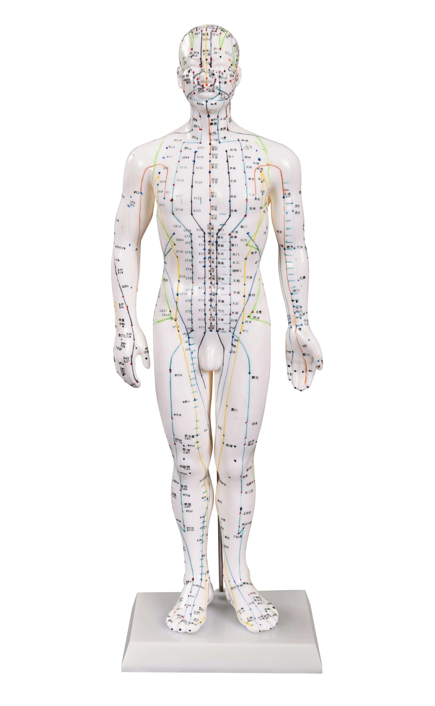 Acupunctuur model (man)