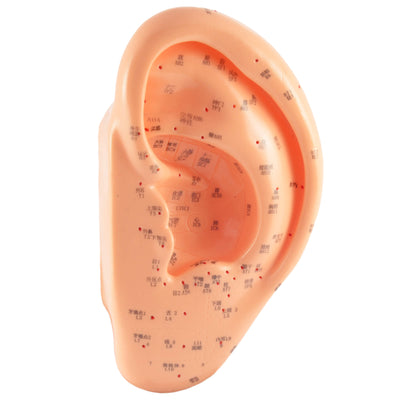 Ear model 22 cm