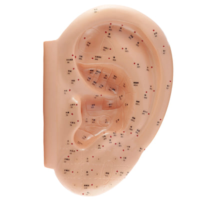 Modèle d'oreille 40 cm