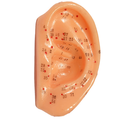 Ear model 7 cm