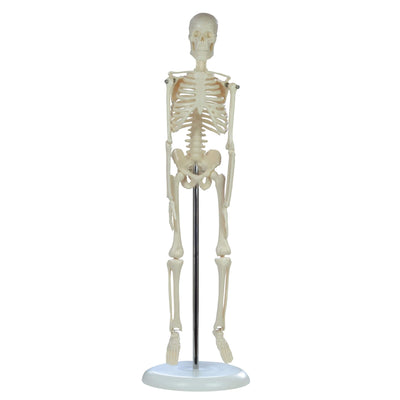 Mini skeleton